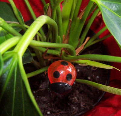 what s in our garden tool kits, gardening, The Gardening Cook s Thirsty Ladybug Light