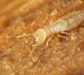everything you need to know about termites, pest control