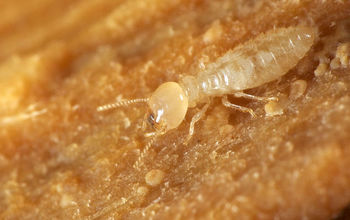 Everything You Need to Know About Termites