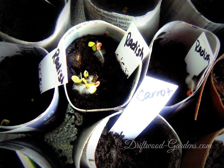 cultive sua prpria comida jardinagem em contineres para espaos pequenos, Os vegetais de raiz s o adequados para recipientes