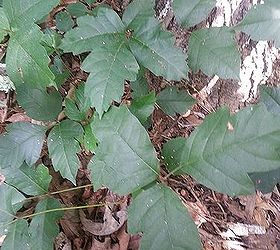 poison ivy poison oak and virginia creeper, Poison Oak can climb or stay on the ground to blend in with baby Oak trees The stems most often are woodier than ivy stems shoots