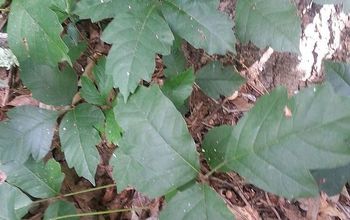 Poison Ivy, Poison Oak, and Virginia Creeper