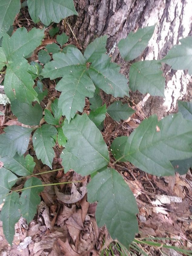 poison ivy poison oak and virginia creeper, gardening, Poison Oak can climb or stay on the ground to blend in with baby Oak trees The stems most often are woodier than ivy stems shoots