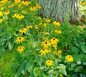 my garden in august, flowers, gardening, hydrangea, Black eyed Susans Rudbeckia are blooming away in the curb strip There are a few airy leaves of crown vetch Securigera varia randomly coming up through it which I am glad to welcome in this wilder tangle of flowers