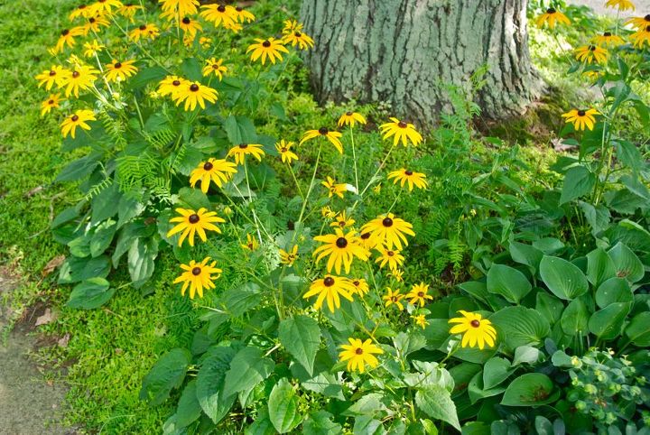 my garden in august, flowers, gardening, hydrangea, Black eyed Susans Rudbeckia are blooming away in the curb strip There are a few airy leaves of crown vetch Securigera varia randomly coming up through it which I am glad to welcome in this wilder tangle of flowers