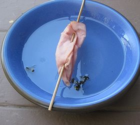 how to meat bee trap, pest control, It s simple take a bowl of water add a T or two of veg oil String a thin slice of meat on a skewer and make sure it DOES NOT touch the water