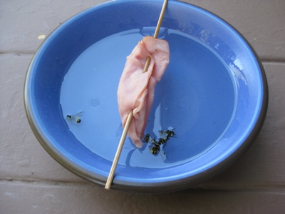how to meat bee trap, pest control, It s simple take a bowl of water add a T or two of veg oil String a thin slice of meat on a skewer and make sure it DOES NOT touch the water