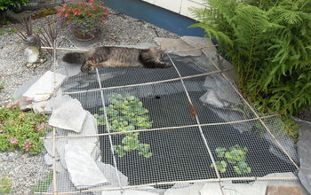 Keeping Raccoons out of the pond...