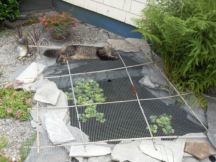 keeping raccoons out of the pond, crafts, outdoor living, ponds water features, Pond cover to keep the raccoons out Fluffy our cat keeping guard