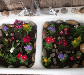 spring flowers, flowers, gardening, My new spring flowers used an old sink as planter Used my rock collection and placed them around