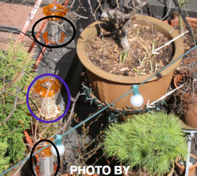 part 6 small peanut feeder back story of tllg s rain or shine feeder, outdoor living, pets animals, urban living, A purple circle is superimposed over the small thistle feeder that I a writing about today However its screen can be changed to accommodate niger seeds indicated with black circles I will cover niger feeders in a different entry