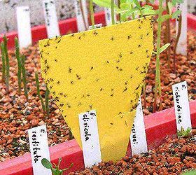 how to get rid of fungus gnats in your indoor garden, You can use a piece of yellow coloured cardboard similar to the one in the picture Then paint the cardboard with corn syrup and place it near the infested plant Gnats are attracted to yellow and the sticky corn syrup will trap them