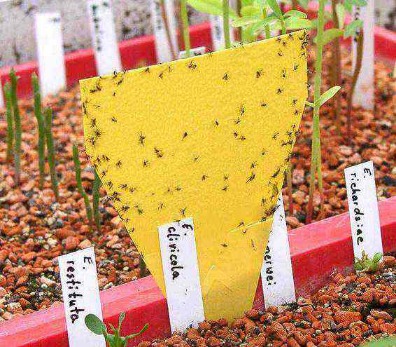 how to get rid of fungus gnats in your indoor garden, gardening, pest control, You can use a piece of yellow coloured cardboard similar to the one in the picture Then paint the cardboard with corn syrup and place it near the infested plant Gnats are attracted to yellow and the sticky corn syrup will trap them