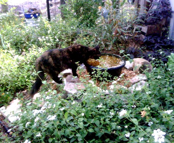 fort getaway, Diablo loves to drink out of the pondfree feature in the butterfly garden