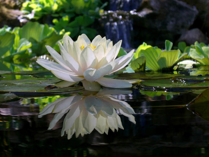 wondrous waterlilies, flowers, gardening, ponds water features