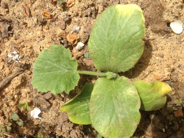 who is this garden visitor, gardening, What is this plant