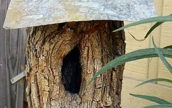 Casa para pájaros en el tronco del árbol