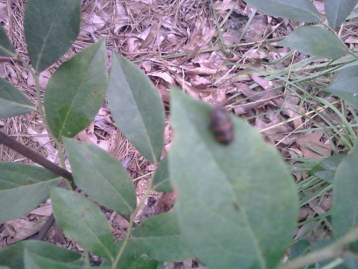 hometalkers can you identify this bug for me has two orange stripes, gardening, pest control