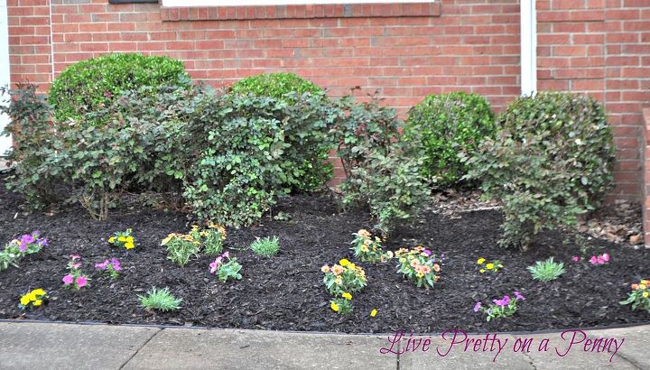 curb appeal planting for spring, curb appeal, gardening