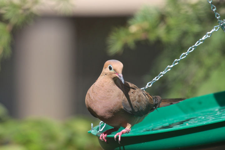 catching crumbs that fall to the floor followup 2 to 8 22 s post, pets animals, As you can see mourning doves are still trying to rock the feeder BUT the seed spillage is much less if at all