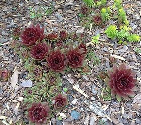 four great low maintenance plant ideas for your garden, flowers, gardening, succulents, Hens and chicks suculent