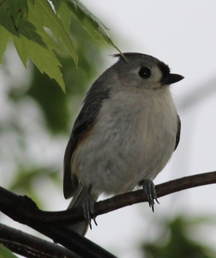 too many birds to count, pets animals, Tufted Titmouse