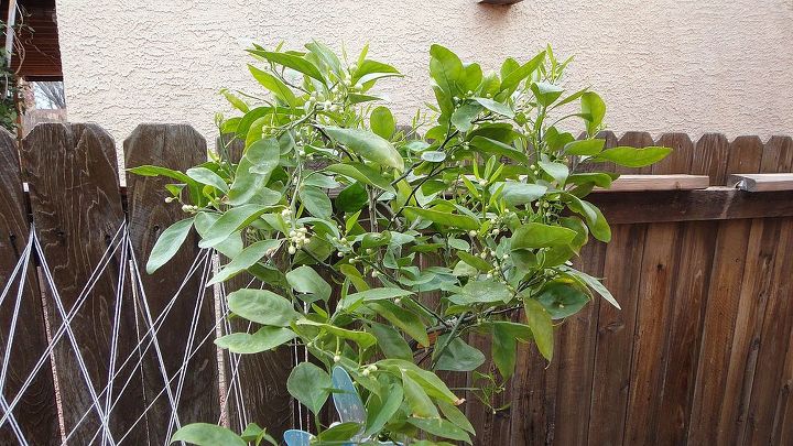 the citrus trees are going nuts, gardening, My Baby Tangelo Tree