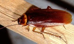pesky pests, The American cockroach has reddish brown wings with light markings on thorax It s also commonly known as the water bug flying water bug or palmetto bug These large cockroaches can grow to exceed 2 inches in length Like all cockroaches it is omnivorous and will eat virtually anything people will and many things we won t Also it has shown a marked attraction to alcoholic beverages especially beer This cockroach thrives in warm damp environments such as sewers steam tunnels basements crawl spaces and boiler rooms When an American cockroach population infests a human home the insects are drawn to food storage and preparation areas as well as moist locations Unlike other cockroach species American cockroaches are good flyers They also gather together in open spaces while other domestic cockroaches tend to hide in cracks and crevices