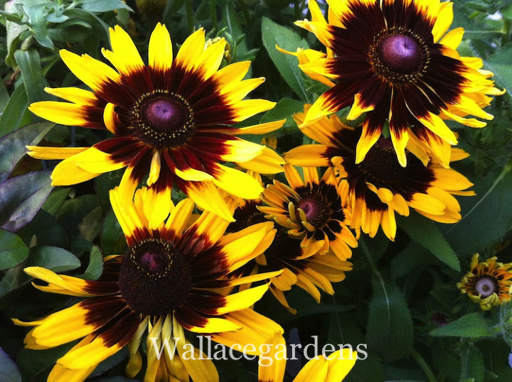 tgif thank god it s fall y all, container gardening, flowers, gardening, seasonal holiday d cor, Black Eyed Susan