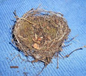 does anyone know what kind of bird nests these are, pets animals, 2nd pic same nest