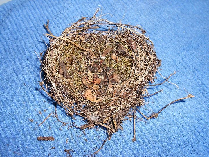 does anyone know what kind of bird nests these are, pets animals, 2nd pic same nest