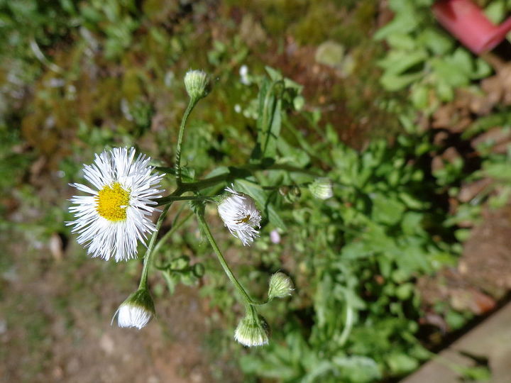 name these plants, flowers, gardening, Pretty little flowers are everywhere in white and pink som e ind of daisy