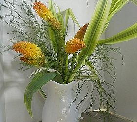 my top five flowers for arrangements, flowers, gardening, outdoor living, perennial, repurposing upcycling, Red hot pokers come in a mixture of reds oranges and yellows They re sturdy and spread like crazy