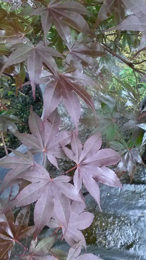 my love affair, Bloodgood