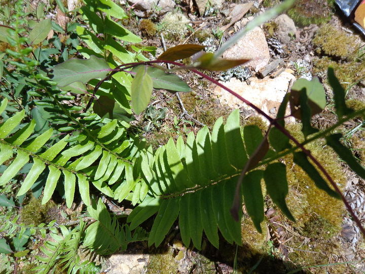 name these plants, flowers, gardening, fern with something spreading