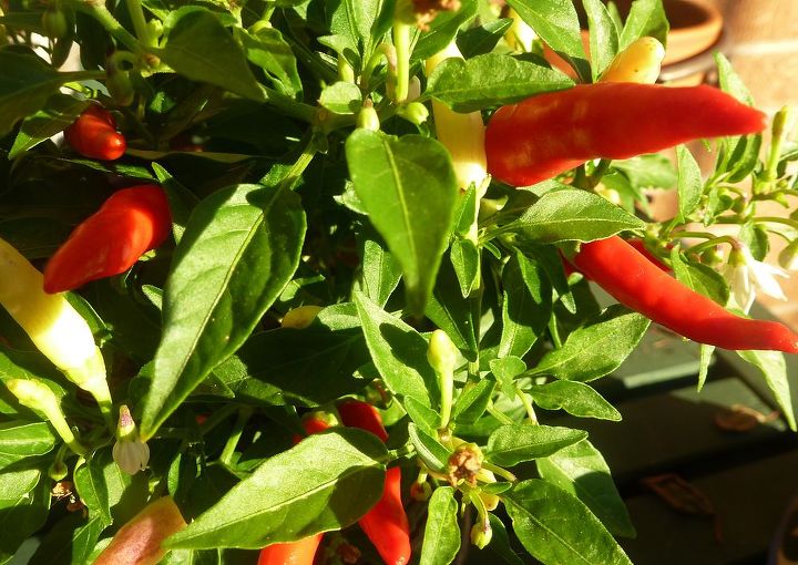 veggies, gardening, Red ornamental peppers