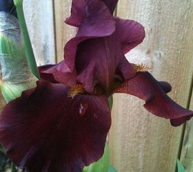 flowers in my gardens, flowers, gardening, Iris my absolute favorite flower and this one looks like velvet