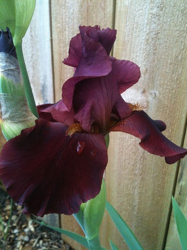 flowers in my gardens, flowers, gardening, Iris my absolute favorite flower and this one looks like velvet