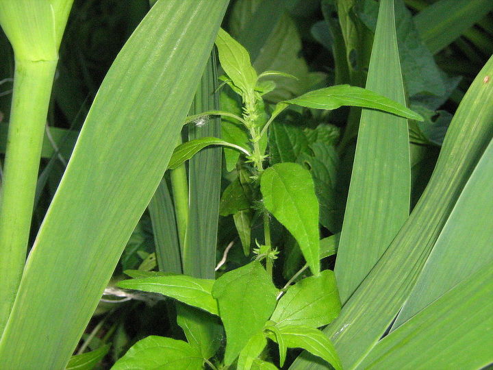 can you name these michigan weeds are they indeed weeds