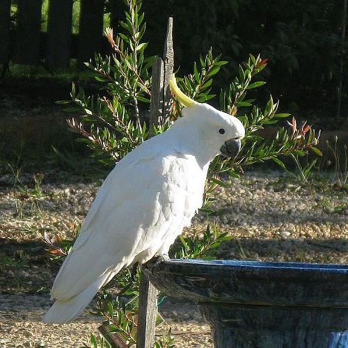 some visitors to our garden, pets animals, Sulphur Crested Cockatoo These are also common around Sydney suburbs and not specific to the mountains