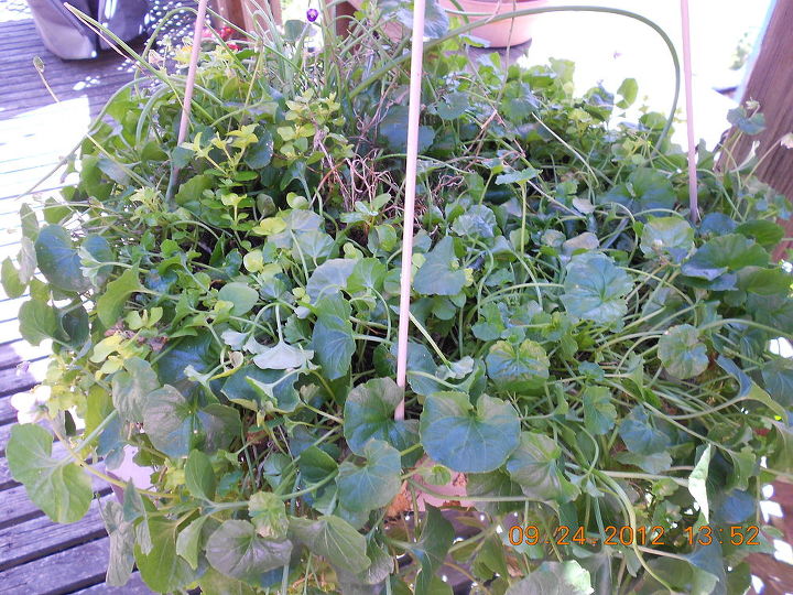 unknown name for that trailing ivy w purple amp white small flowers, flowers, gardening, top view w flowers