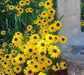 fall colors in the garden, flowers, gardening, the black eyed susans look fabulous