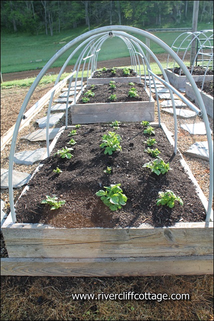 cultivo de batata em canteiros elevados