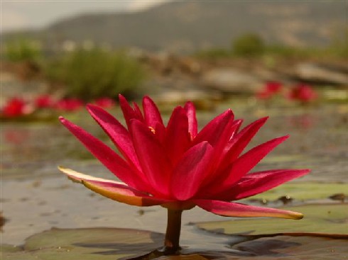 aquatic blooms and blossoms, gardening, Water lily Nymphaea Red Cup