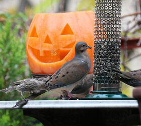 halloween in my urban garden jack o lanterns are birdwatchers, container gardening, flowers, gardening, halloween decorations, outdoor living, pets animals, seasonal holiday decor, succulents, urban living, Lone Jack O Lantern gets a chuckle out of a shortsighted house female finch LANDING on a mourning dove s tail INFO on Finches AND