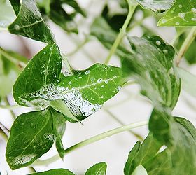 el secreto de una planta de interior bonita, Hermosa hiedra verde
