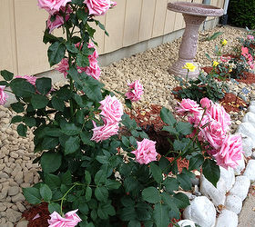 starting over creating a country rose garden, flowers, gardening, Floribunda Rose Garden featuring Gene Boerner roses spring springgardening