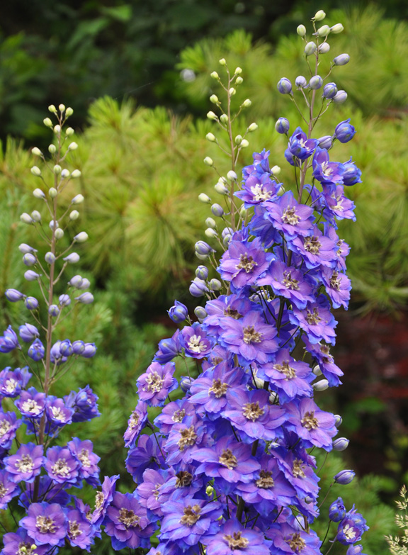 this is one garden you should see, flowers, gardening, Delphiniums Pacific Giants