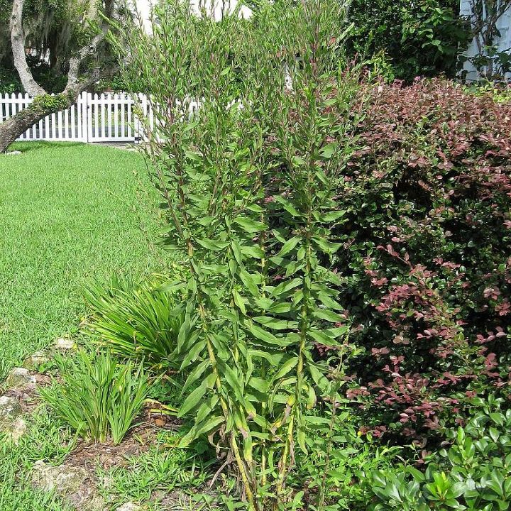 gardening plant identification please, gardening