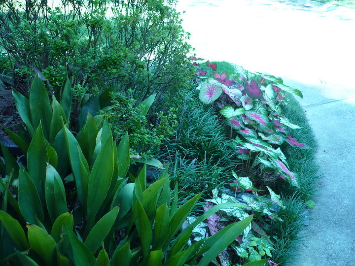 caladium galore love them, gardening, This is next to the house where the driveway goes into the garage